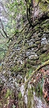 Plants: image 74 Of 208 Thumb